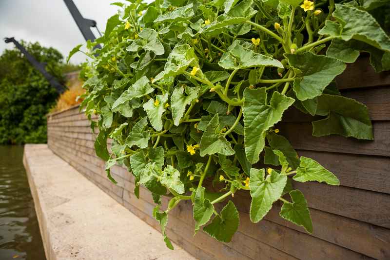 Ballast Seed Garden